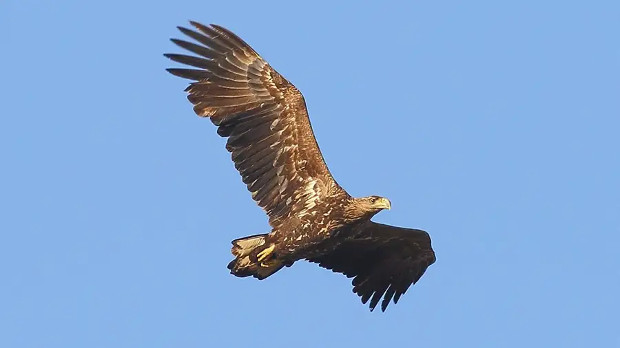 Greifvogel im Flug