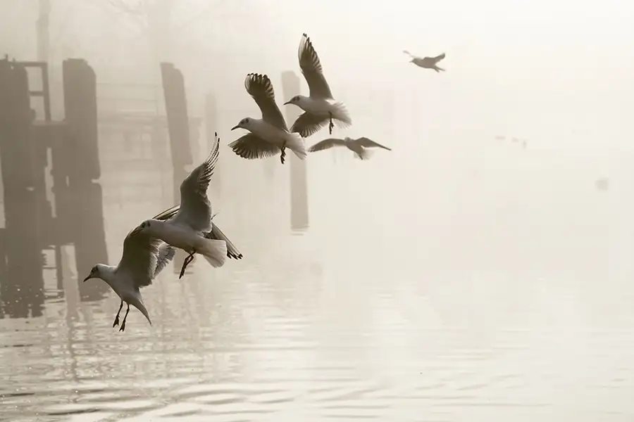 Vogelfotografie - Elke Sagray