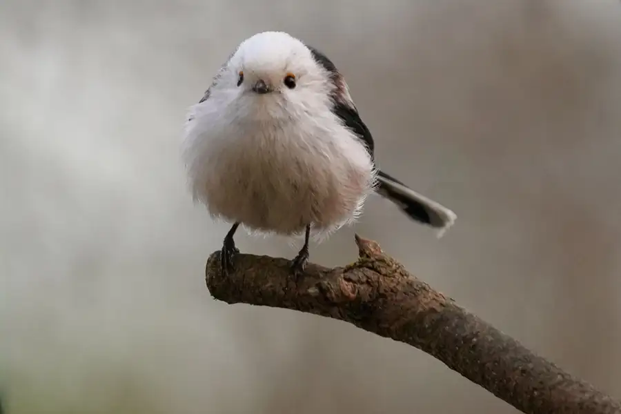 Vogelfotografie - Elke Sagray