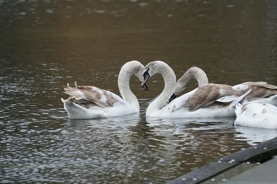 Vogelfotografie - Elke Sagray