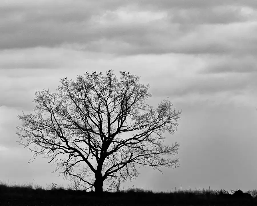 blattloser Baum auf dem Feld