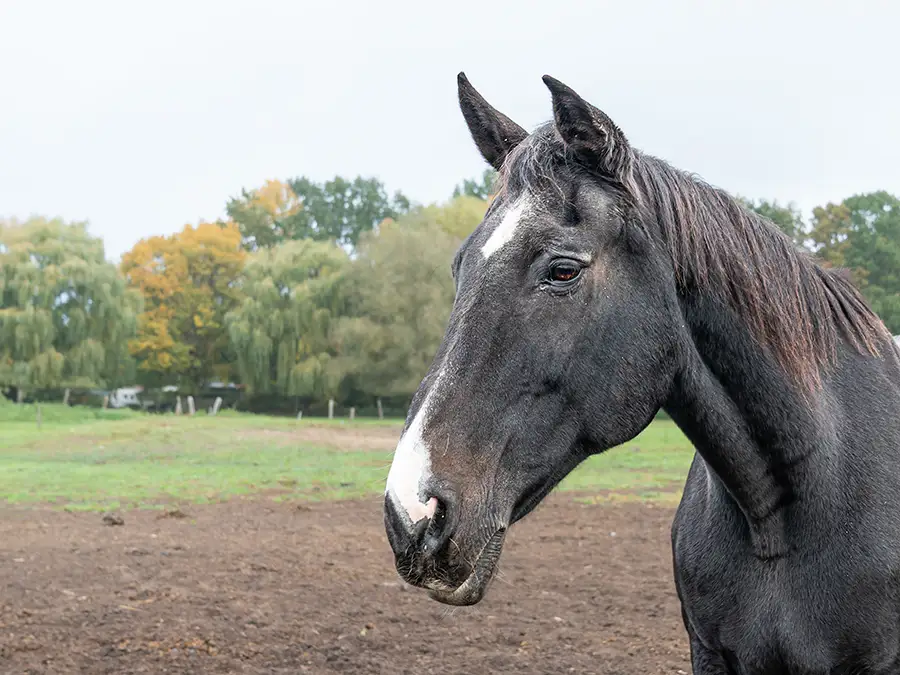 Porträt eines alten Pferdes- Elke Sagray Pferdeporträt auf Koppel