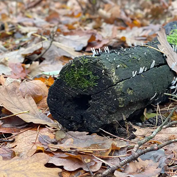 Baumstamm mit Pilzen
