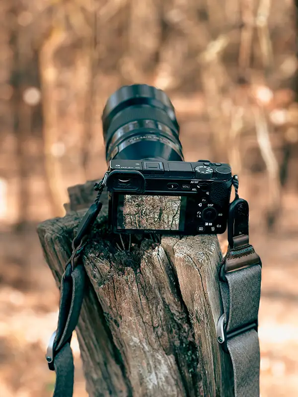Zwischen Blättern und Blicken Kamera auf einem Ast