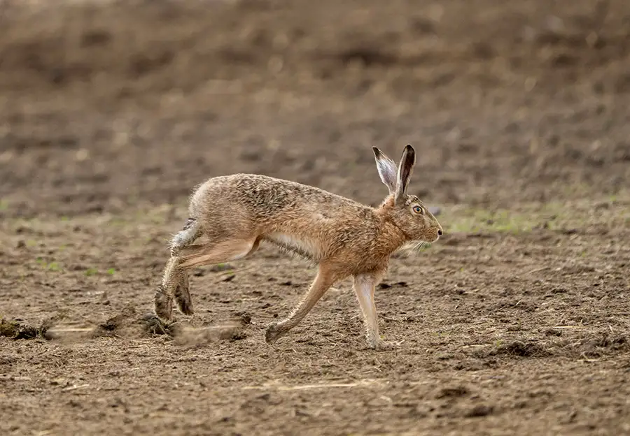 Hase auf dem Feld