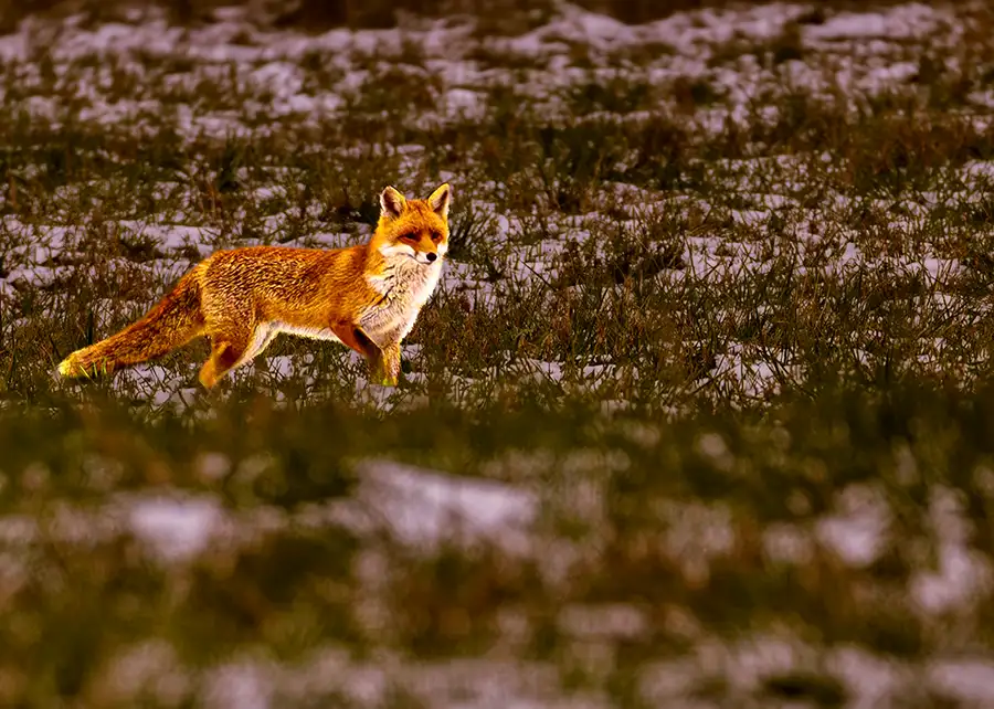 Fuchs auf dem Feld