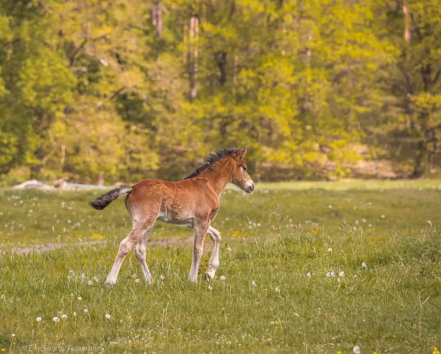 Pferd auf der Koppel